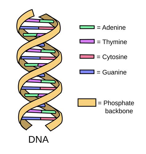 basic structure of dna molecule.